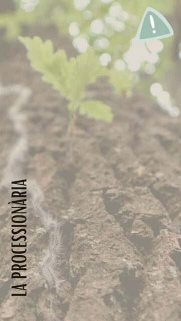 ☀️ L'eruga processionària del pi normalment arriba a la primavera, però degut al canvi climàtic cada any arriba una mica abans.⚠️ S'ha d'anar molt alerta, en especial amb els gossos, pot arribar a ser mortal si se la posen a la boca o l'ingereixen.🌍 És un insecte molt extès als pinars de tota Europa i en concret a la Península Ibèrica.🐶 El contacte amb la processionària pot dur conseqüències com: irritació facial, irritació a les potes i zones que s'hagin posat en contacte, irritació ocular, lesions inflamatòries a la llengüa (lleus o greus), dificultat per respirar i shock, hipersalivació, decaïment, hipertèrmia...🏨 En cas d'intoxicació o contacte, consulteu amb el vostre centre de confiança. #centreveterinari #processionària #salutanimal #mascotes #gossos #perill #precaucions #consells