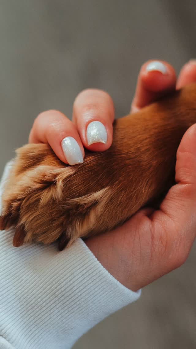 ✨️ EL VINCLE ✨️#mascotes #millorsamics #vincle #gos #gat #salut #ciència #beneficis #compartirlavida #salut