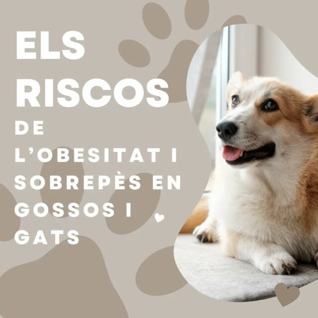 L'OBESITAT és un problema comú en mascotes que pot ocasionar patologies greus.Sovint ens preguntem si la nostra mascota té el pes ideal, és molt important fer controls rutinaris per detectar possibles problemes de pes, tenir un control en la dieta dels nostres amics i realitzar exercici físic diariament. El vostre veterinari de confiança us pot aconsellar com actuar en aquests casos.#sobrepès #obesitat #mascotes #patologies #malalties #centreveterinari #manresa